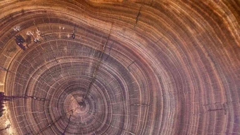 Cross-section of mahogany wood, the growth rings representing biological age