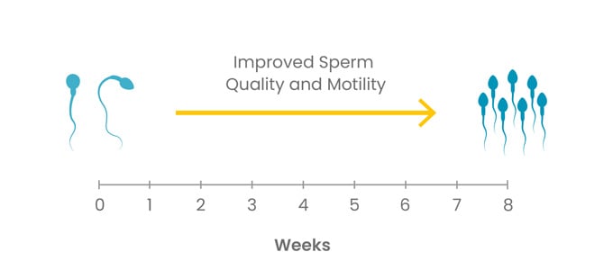 Diagrama que muestra una mejor calidad y motilidad del esperma en ratones diabéticos después de ocho semanas de suplementación con NMN
