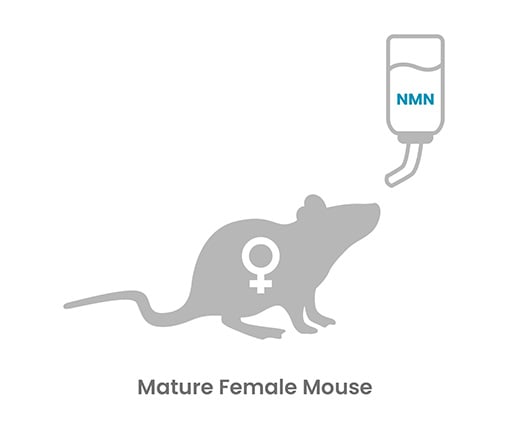 Ilustración de una hembra de ratón madura que recibe NMN, destacando su papel en la mejora de la fertilidad en ratones de edad avanzada