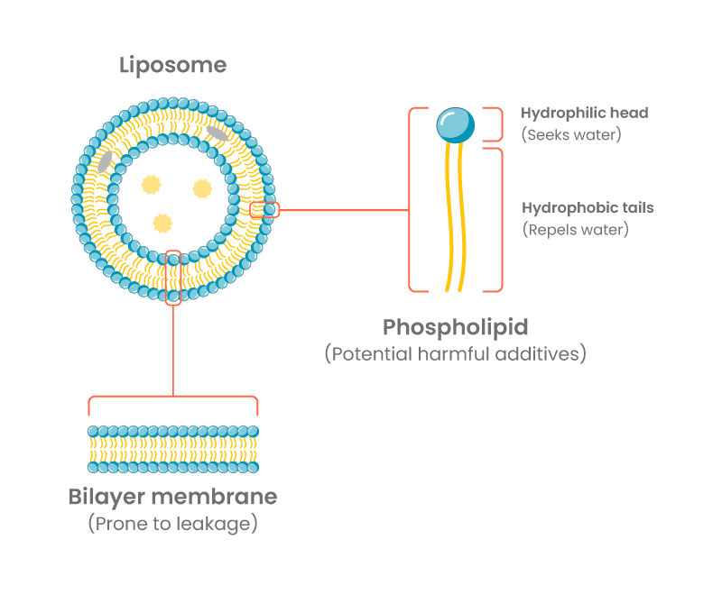 Estructura de liposoma que muestra la bicapa de fosfolípidos y posibles fugas