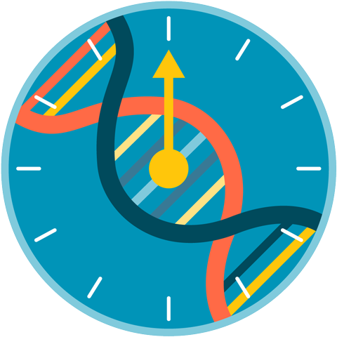 Ilustración conceptual de un reloj de metilación de ADN epigenético, que presenta una cadena de ADN superpuesta sobre un reloj azul