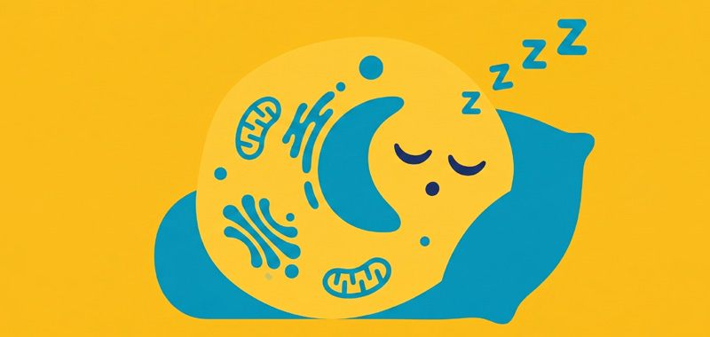 Una ilustración de diseño plano de una célula biológica apoyada sobre una almohada azul mientras duerme. La célula tiene un rostro tranquilo con los ojos cerrados y símbolos de "Z" azules flotan sobre ella sobre un fondo amarillo, representando la inactividad celular o senescencia.